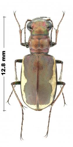 Réf. 244 678 : Cicindela scutellaris lecontei